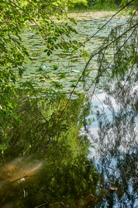 湖上的水百合和反射树