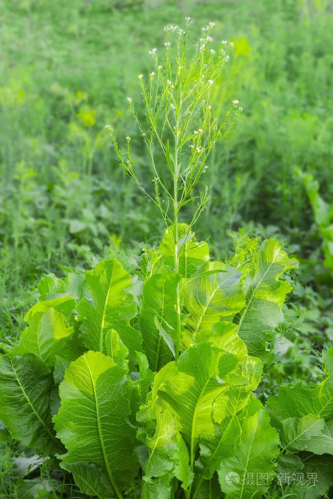 开花的辣根植物