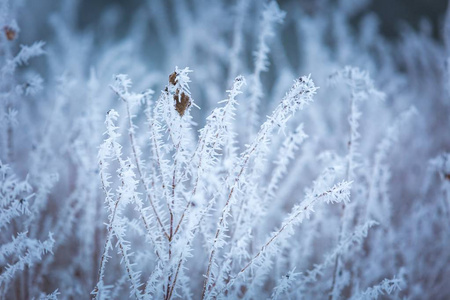 冬天的雾凇植物抽象宏