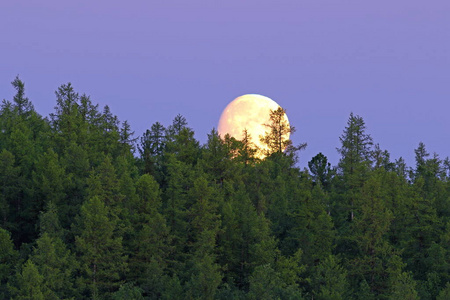 月亮照在亚马尔半岛上的松树林上