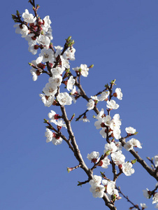 五颜六色的开花树在春天的照片为微型股票。