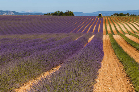 薰衣草田，valensole，普罗旺斯，法国薰衣草花香