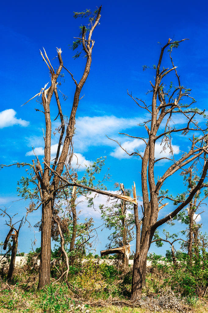 破碎的树飓风过后树被破坏了乌克兰切尔卡希地区2017年夏季