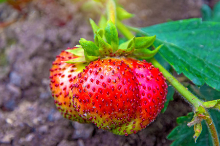 明亮的红色草莓生长在灌木丛，从上升的年轻草莓的土地上