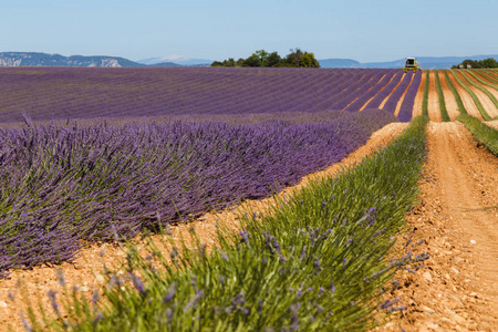 薰衣草田，valensole，普罗旺斯，法国薰衣草花香