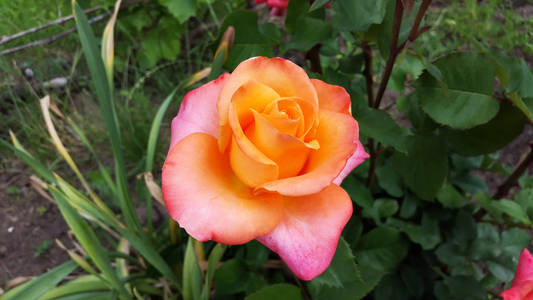 橙色和红色的玫瑰在花园里