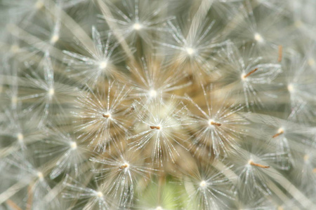 Dandilion taraxacum 切花