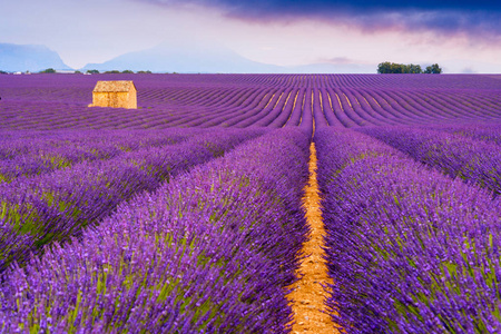 在 Valensole，法国的薰衣草田