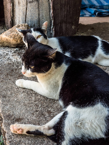 双胞胎黑猫和白猫