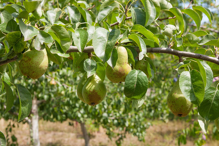 闪亮的美味梨吊在一根树枝在果园里