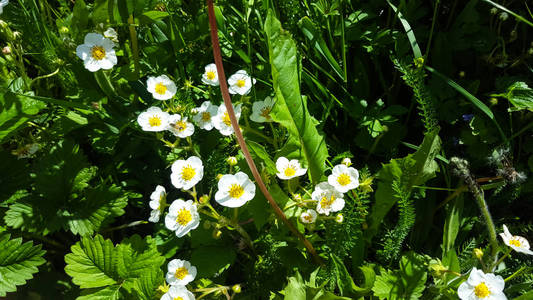 花园里的草莓的白色花。春天