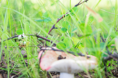 森林中的夏季蘑菇图片