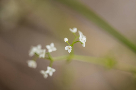 雨后的美丽小怀特马什花。现场特写宏照片浅景深