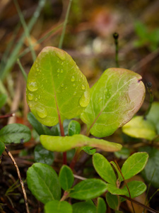 雨后沼泽草的美丽特写镜头。浅景深特写镜头宏观照片