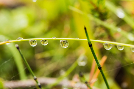 雨后沼泽草的美丽特写镜头。浅景深特写镜头宏观照片