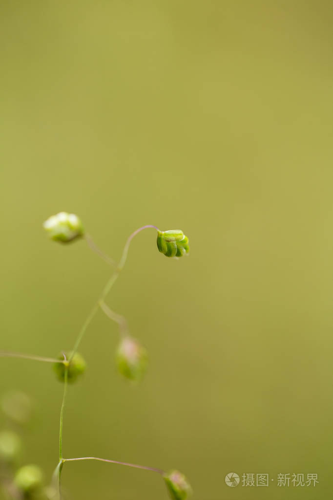 雨后沼泽草的美丽特写镜头浅景深特写镜头宏观照片