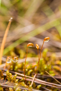 雨后在森林里一片美丽充满活力清新的苔藓。浅景深特写镜头宏观照片