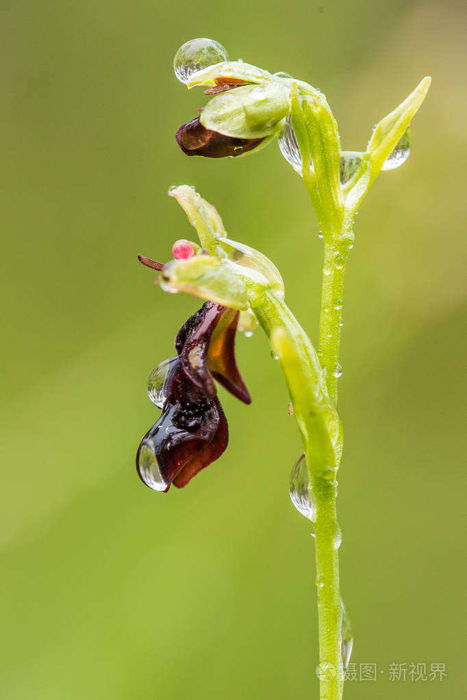 特写镜头的宏观照片, 浅层景深