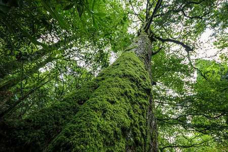 植物查找查找英国湖区一棵大树覆盖的苔藓树干照片