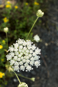 yarrow 野花有机背景