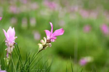 暹罗的郁金香花朵盛开在草甸 Pahinngam 国家看齐