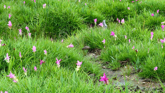 暹罗的郁金香花朵盛开在草甸 Pahinngam 国家看齐