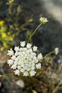 yarrow 野花有机背景