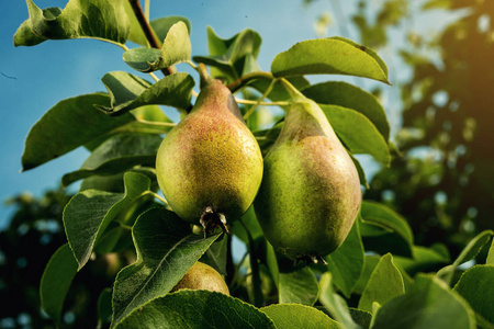 对分支,未成熟的绿色梨子,梨树,挂在树上,夏季水果花园的美味年轻梨梨