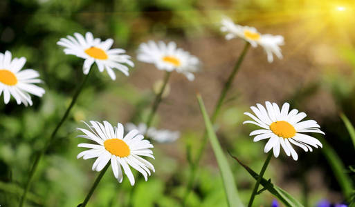 花园里的雏菊花