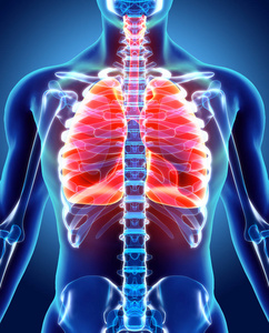 肺，医疗概念三维图