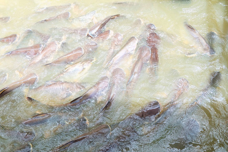 群虹彩鲨鱼条纹鲤鱼在水中的苏奇鱼照片