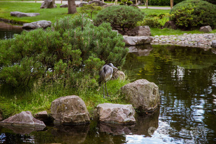 美丽的苍鹭站在池塘里公园附近