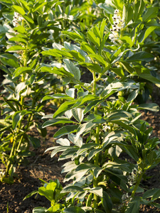 传统蔬菜种植的小型生态家园花园