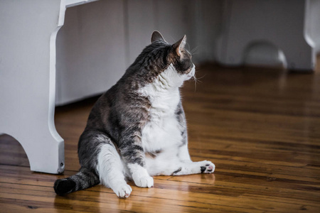 虎搞笑搞笑肥猫坐在厨房里照片