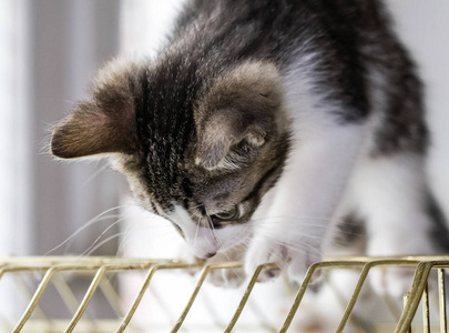 一只美丽的小猫在鸟笼上玩耍