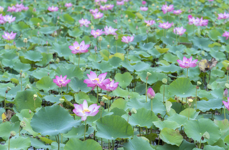 荷花池的全景在宁静的乡村孵化照片