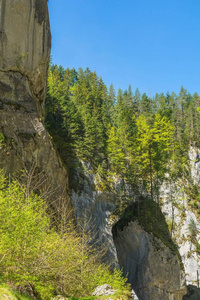 松树在特兰西瓦尼亚，罗马尼亚山岩石上