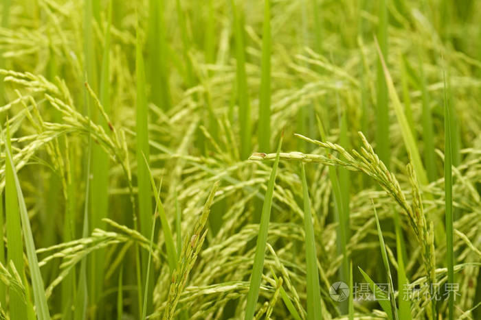 riceplant的特写镜头