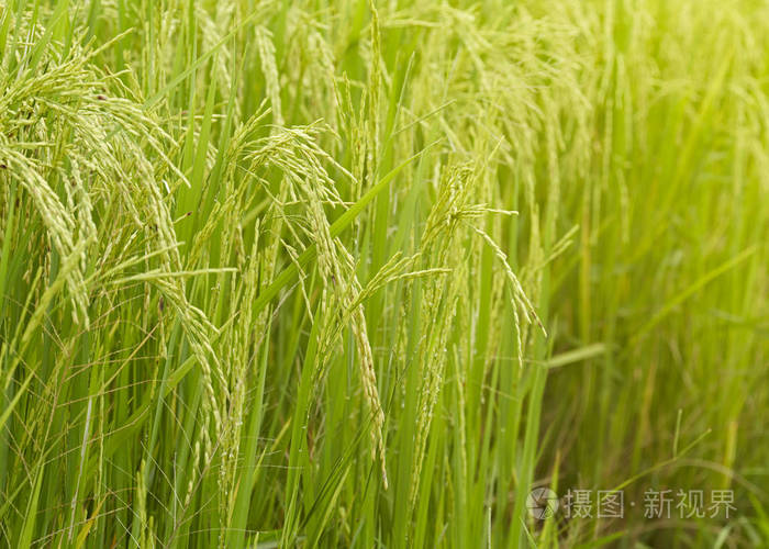 riceplant的特写镜头