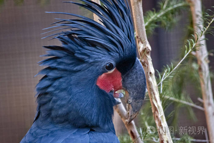 棕榈凤头鹦鹉关闭