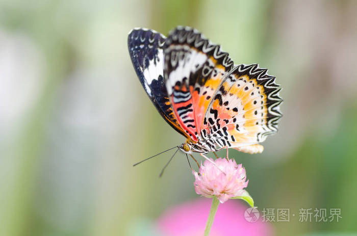 美丽的蝴蝶授粉方式对花