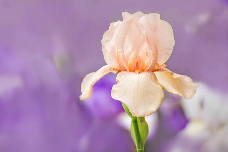 蓝色粉红色的鸢尾花绘画植物的粉红色和紫色鸢尾花圈矢量粉红色玫瑰和