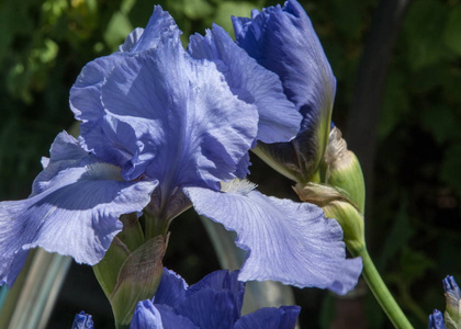 蓝色的花激怒了大自然春天阳光明媚的背景。 软焦点与波克。