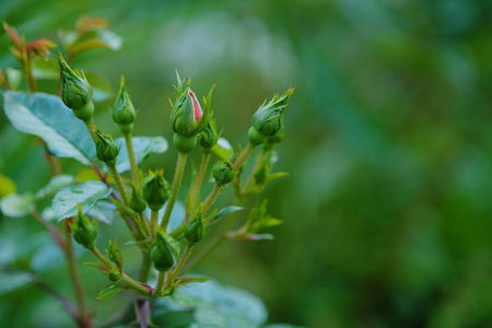 在夏季公园美丽的玫瑰芽