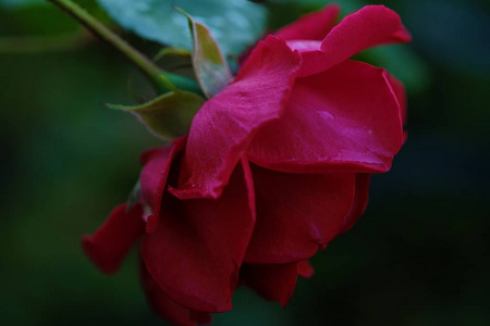 美丽的红玫瑰在夏天庭院