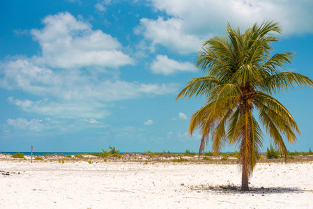 古巴 cayo largo playa sirena 海滩上的孤独棕榈树。复制文本的空间