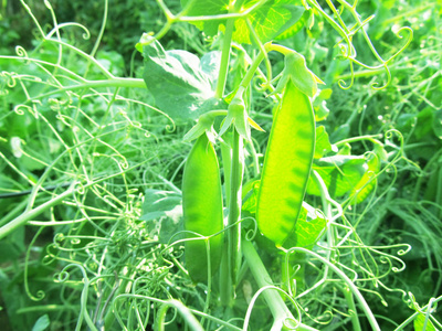 阳光下的豌豆绿色植物