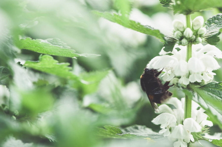 大黄蜂授粉花荨麻