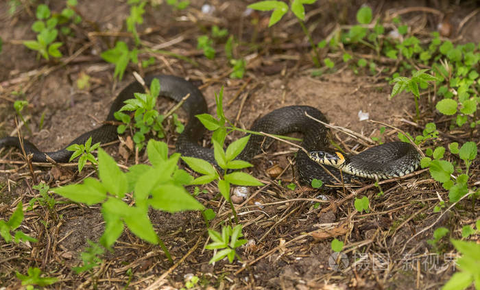 地面在草地上的草蛇美丽特写镜头.爬行动物肖像