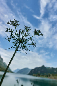 在湖的野花